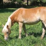 Fleur d Amoure de L espaud