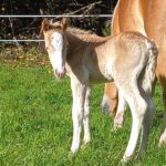 Pepite d or paradis cache