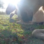 dance espoir en reve liggenin de weide